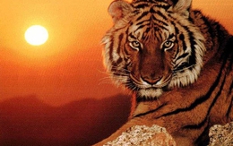 4 con giáp may mắn nhất năm 2026: sự nghiệp thăng hoa, tiền tài viên mãn, quý nhân sẵn lòng phù trợ