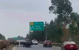 Để trâu đi vào cao tốc, người đàn ông bị xử phạt theo Nghị định 168