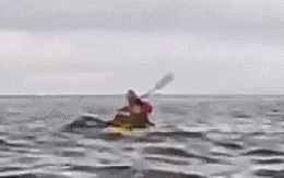 Kinh hoàng cá voi nuốt chửng người đi thuyền kayak