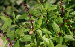 Việt Nam có "vua của các loại rau thơm", ăn vào bổ cho tim mạch, ngừa cả ung thư