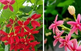 Có nên trồng cây sử quân tử trước nhà?