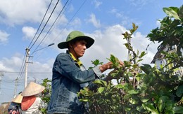 Bán đặc sản Tết miền Nam, người dân một thị xã thu hơn 155 tỷ đồng Bán đặc sản Tết miền Nam, người dân một thị xã thu hơn 155 tỷ đồng