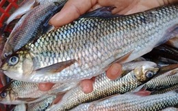 Đi chợ thấy cá có 789bet uy tín tanh nồng thì đừng vội bịt mũi "quay xe": Sự thật không như bạn nghĩ!