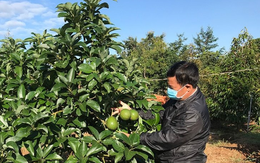 Chuyên trang ẩm thực Anh đánh giá đây là 3 trái cây tốt nhất thế giới: Việt Nam có đủ cả 3 Chuyên trang ẩm thực Anh đánh giá đây là 3 trái cây tốt nhất thế giới: Việt Nam có đủ cả 3