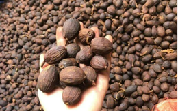 Việt Nam có 1 789bet link mới là “thuốc trường thọ”: Giàu sắt gấp 5 lần thịt bò, bổ máu, dưỡng gan và xương cực hiệu quả