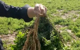 Loại cây dại xưa là thức ăn chăn nuôi, nay quý như "nhân sâm của người nghèo"