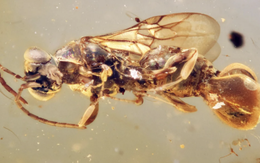 Sinh vật kỳ bí tồn tại trong hổ phách đến 99 triệu năm