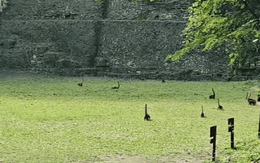 Xuất hiện video loài động vật giống như khủng long cổ dài số lượng hàng chục con, càng nhìn kỹ càng phải "há hốc miệng" vì kinh ngạc