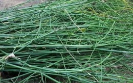 Cây nhà cái 789bet hoa nhà cái 789bet hạt mọc đầy làng quê Việt, tưởng vô giá trị ai ngờ là “mỏ vàng”