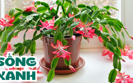 Cây 'sinh khí vượng phát' giá bình dân khiến giới nhà giàu săn đón: Bí quyết hút tài lộc ít ai ngờ!