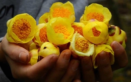 Việt Nam có 1 loại hoa được ví đắt đỏ như ‘vàng ròng’, là dược liệu hiếm nhiều người săn lùng Việt Nam có 1 loại hoa được ví đắt đỏ như ‘vàng ròng’, là dược liệu hiếm nhiều người săn lùng