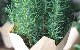Chậu cây giá 50.000 đồng là "cơn ác mộng" khiến muỗi cao chạy xa bay, mùi gỗ thơm, siêu dễ trồng!