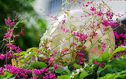 Loài hoa này nở quanh năm chẳng thua hoa giấy, đẹp như cảnh phim Hàn, giâm cành 10 ngày là "nức nở" cả ban công