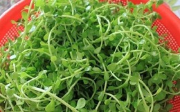 Loại rau hoang mọc vô tội vạ ở đầm lầy, giờ chễm chệ lên mâm nhà giàu: Có thời điểm giá đắt hơn thịt