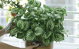 Loài cây có lá độc lạ, nhiều người lầm tưởng là họ hàng của dưa hấu, nhưng thật ra chẳng có "huyết thống" gì! Loài cây có lá độc lạ, nhiều người lầm tưởng là họ hàng của dưa hấu, nhưng thật ra chẳng có "huyết thống" gì!