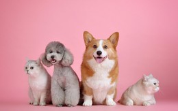 Thị trường thú cưng bùng nổ ở Trung Quốc với 42 tỷ USD chi tiêu mỗi năm, số vật nuôi sẽ nhiều gấp đôi trẻ nhỏ năm 2030 Thị trường thú cưng bùng nổ ở Trung Quốc với 42 tỷ USD chi tiêu mỗi năm, số vật nuôi sẽ nhiều gấp đôi trẻ nhỏ năm 2030