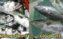 Cá ướp urê độc hơn "thuốc độc", nhưng có 5 dấu hiệu nhận biết để bạn KHÔNG mắc sai lầm khi mua