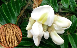 Việt Nam có một loại cây dại được ví như 'vàng trong đất', dùng để bồi bổ, chữa ho cực tốt