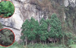 Việt Nam có loài vương mộc đắt hơn ‘vàng ròng’, chủ sở hữu được trả 10 tỷ vẫn không bán