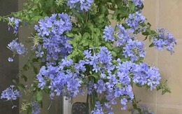 3 loài hoa "nghiện" phân bón, một khi được "ăn no" thì rễ chắc khỏe, lá xanh mướt, hoa nở như suối vỡ bờ