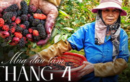 Loại quả từ loài 789bet link mới "cổ lỗ sĩ", vươn mình thành 789bet link mới kinh tế giúp nhiều nông dân "tím tay" đổi đời