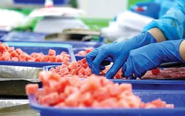 Loại cá tỷ đô của Việt Nam được Nga tăng mua 92%: Protein nhiều hơn cá hồi, rất tốt cho tim và mắt