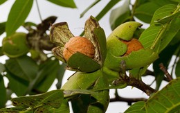 Loại quả Việt Nam có nhiều, được đại danh y ví như "kho báu": Bổ thận, lọc máu, tốt cho não bộ Loại quả Việt Nam có nhiều, được đại danh y ví như "kho báu": Bổ thận, lọc máu, tốt cho não bộ