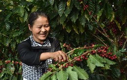 Thủ phủ trà của Trung Quốc 'đón sóng' cà phê Thủ phủ trà của Trung Quốc 'đón sóng' cà phê