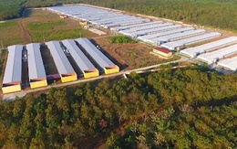 So sánh lợi nhuận quý đầu năm 2025 giữa Hoàng Anh Gia Lai và Dabaco So sánh lợi nhuận quý đầu năm 2025 giữa Hoàng Anh Gia Lai và Dabaco