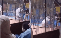 Hổ nổi điên cắn nát tay nghệ sĩ xiếc ngay trong buổi biểu diễn, đám đông khán giả hoảng loạn chứng kiến