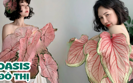 Nhiều chị em nhà giàu đang kháo nhau trồng loài cây phong thủy giàu sinh khí này, người mệnh Thổ hoặc sinh mùa đông trồng càng vượng