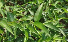 Rau mọc dại xưa cho lợn ăn nay "lên đời" thành đặc sản dân phố thích mê