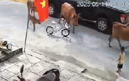 Kinh hãi bò thả rông tấn công cháu bé ở Đà Nẵng