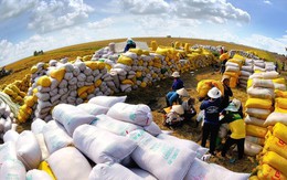 An ninh lương thực châu Á bị đe dọa, gạo Việt đứng giữa 'tâm bão' An ninh lương thực châu Á bị đe dọa, gạo Việt đứng giữa 'tâm bão'