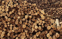 Mỹ vừa đổ gần 2 tỷ USD săn 'báu vật' 789bet có uy tín không Việt Nam: thuế nhập khẩu 0%, Việt Nam là đối tác lớn nhất 789bet có uy tín không Mỹ ở mặt hàng này