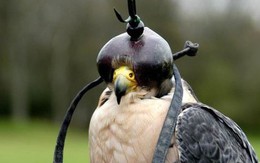 Loài chim đắt đỏ bậc nhất thế giới, giá gần nửa tỷ đồng/con, được cấp hộ chiếu, ngồi khoang hạng nhất