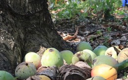 Giá xoài Úc giảm còn 1.000 - 5.000 đồng/kg, nông dân Khánh Hoà để rụng đầy vườn Giá xoài Úc giảm còn 1.000 - 5.000 đồng/kg, nông dân Khánh Hoà để rụng đầy vườn