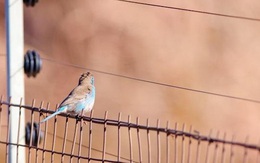 Chim chết hàng loạt một cách bí ẩn ở California, người dân lo sợ