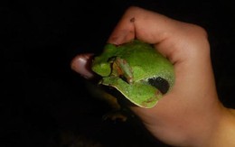 Thấy tiếng động lạ trong xô nước, cán bộ kiểm lâm hân hoan tìm thấy loài "tuyệt chủng" hơn 30 năm