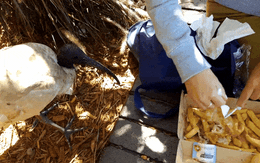 Khách Việt kể chuyện 789bet hoangsa.net Úc: Khổ sở khi ngồi ăn trên phố vì loài động vật gặp nhiều hơn cả kangaroo
