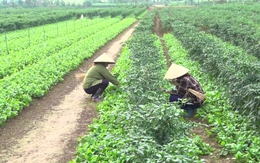 Việt Nam có loại rau giàu canxi ngang sữa, Trung Quốc coi như “báu vật”: Bổ gan, hạ mỡ máu cực tốt Việt Nam có loại rau giàu canxi ngang sữa, Trung Quốc coi như “báu vật”: Bổ gan, hạ mỡ máu cực tốt