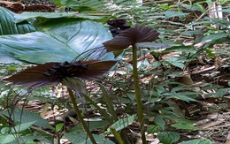 Sơn La: Phát hiện loài cây nở hoa hình con dơi, 'râu' dài như râu hùm