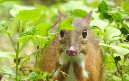 Phát hiện loài Cheo Cheo quý hiếm sống đơn độc giữa rừng già ở Thanh Hóa