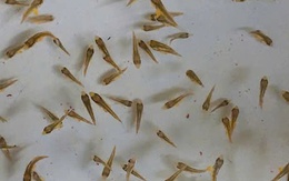 Việt Nam là quốc gia đầu tiên trên thế giới làm được việc này, Trung Quốc và Nhật Bản vẫn chưa thành công