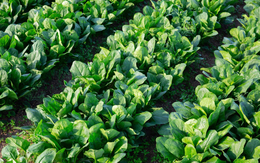 Việt Nam có loại rau nhiều sắt hơn thịt bò, chuyên gia Mỹ đánh giá bổ bậc nhất: Phòng ung thư, bảo vệ não