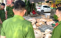 789bet hãi gần 800 kg thịt lợn bốc mùi suýt bị tuồn ra thị trường