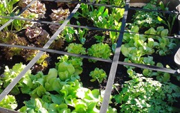 5 loại rau siêu dễ trồng: Chỉ cần cắm xuống đất là sống, thu hoạch liên tục, tiết kiệm tiền chợ!