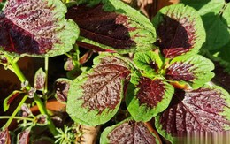 Đi chợ gặp 5 loại rau "không ngậm thuốc trừ sâu" bổ như sâm này thì nên mua ngay