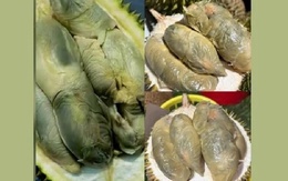 Giống sầu riêng có màu như bị mốc nhưng hương vị gây "nghiện", giá gần 1 triệu đồng/kg