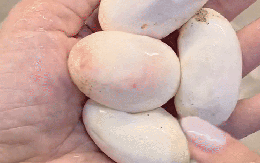Một thứ đặc sản “kinh dị” đang gây sốt với giá 1 triệu đồng 20 quả, có hẳn truyền thuyết phía sau